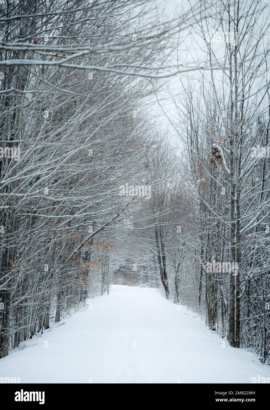 Vuoto sentiero boscoso innevato in una giornata invernale in Ontario, Canada Foto Stock