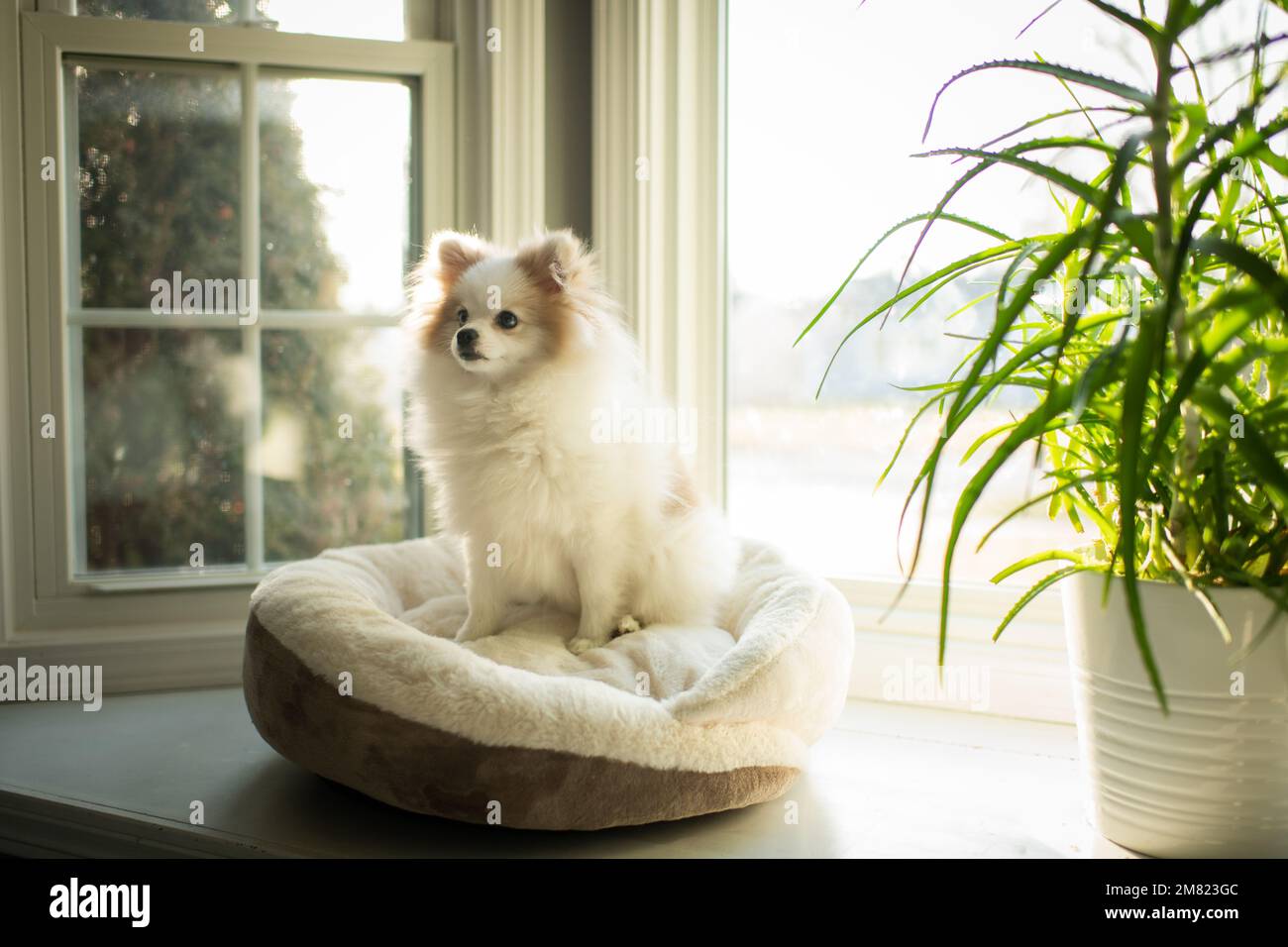 Piccolo carino soffice cane seduto su Dog Bed su Windowsil Foto Stock