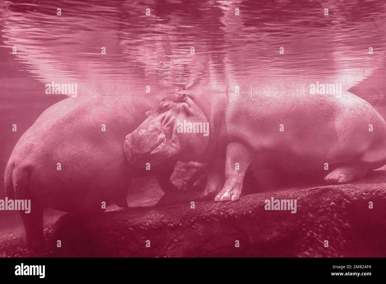Un primo piano di un ippopotamo sotto l'acqua allo zoo. Hippo sta riposando sotto l'acqua. L'immagine è tondata nel colore Viva Magenta dell'anno 2023 Foto Stock
