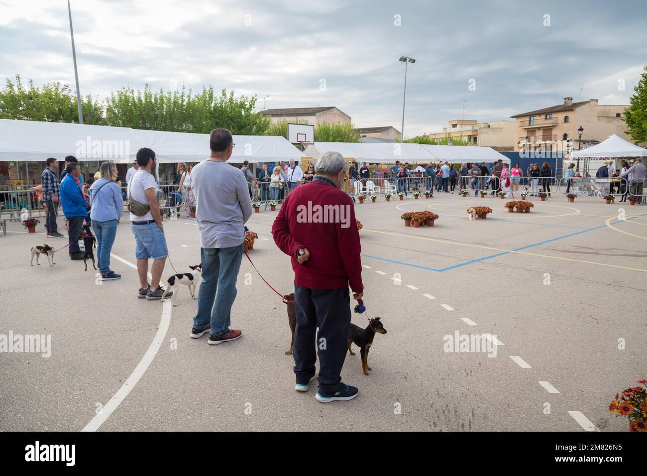 Mostra di cani alla Fiera del mercato del bestiame Fira de Sineu, Sineu, Maiorca, Spagna Foto Stock