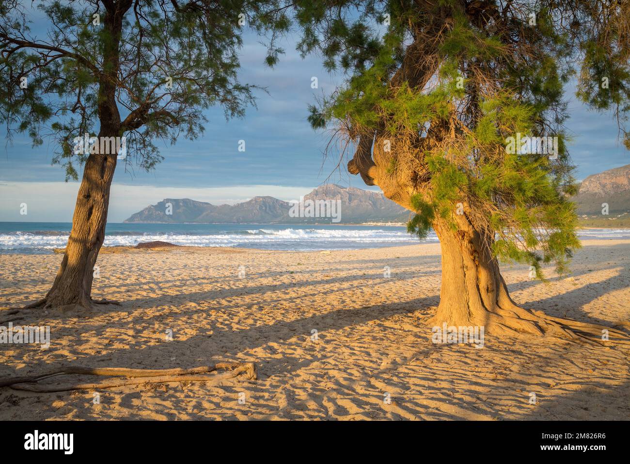 Spiaggia di sabbia Playa SA Canova con grandi alberi a Son Serra de Marina, alle spalle dei monti Serres de Llevant, Son Serra de Marina, Maiorca, Spagna Foto Stock