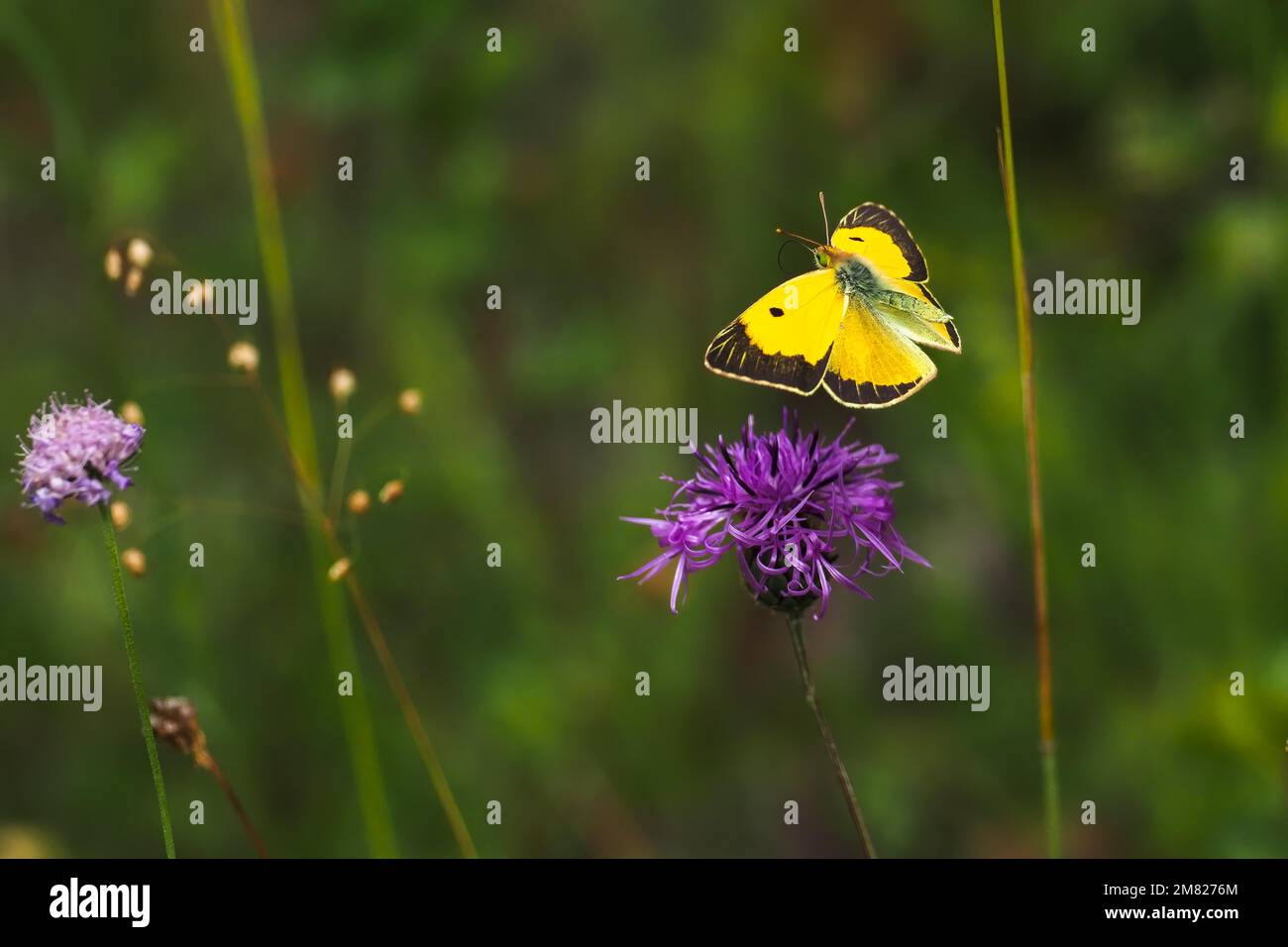 Postillon, anche giallo nuvoloso scuro (Croceo Colias), Postillon grande, Postillon giallo, farfalla trifoglio giallo vagante o rosso arancio, SYN. : C. Foto Stock