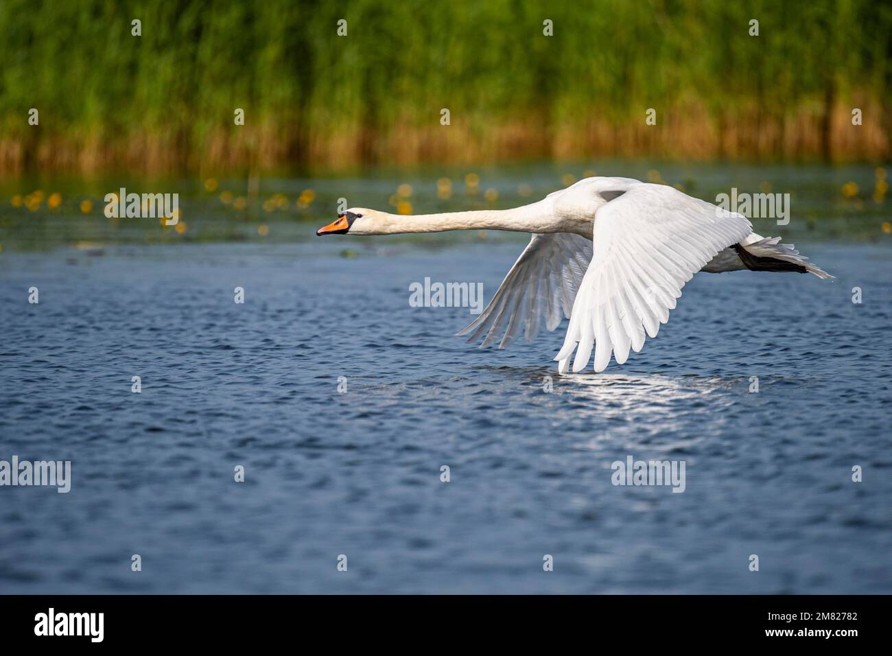 Flying Mute Swan (Cygnus olor), Lago Duemmer, uccello d'acqua, Lembruch, bassa Sassonia, Germania Foto Stock