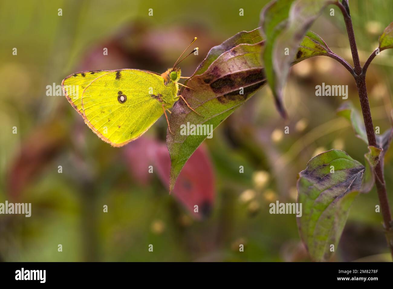 Giallo pallido nuvoloso (Colias hyale) appoggiato su foglia, Assia, Germania Foto Stock