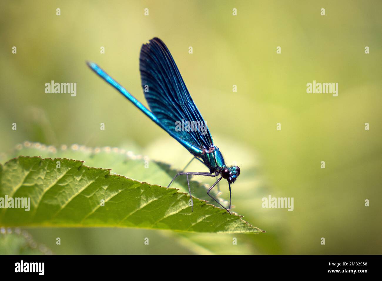 Dragonfly seduto in un congedo preso nel maggio 2022 Foto Stock