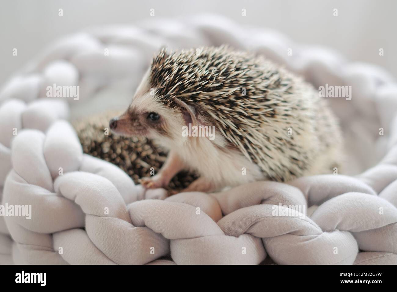 Hedgehog in un letto grigio in vimini .hedgehog pygmy africano.Accessori e case per hedgehog. Riccio grigio con macchie bianche. Animale domestico pungente. Foto Stock
