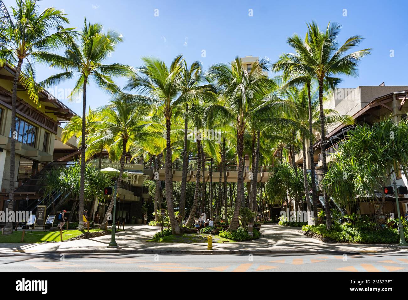 Waikiki, Honolulu, Hawaii, 22 febbraio 2022: Palme al Royal Hawaiian Center di Waikiki, Oahu, Hawaii Foto Stock