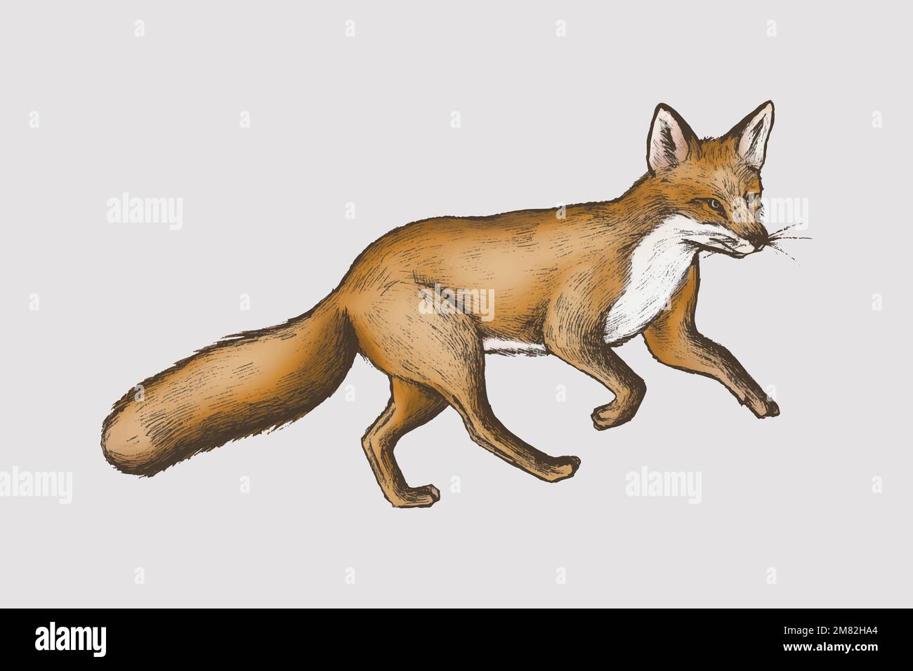 Vintage furry marrone volpe vettore Illustrazione Vettoriale