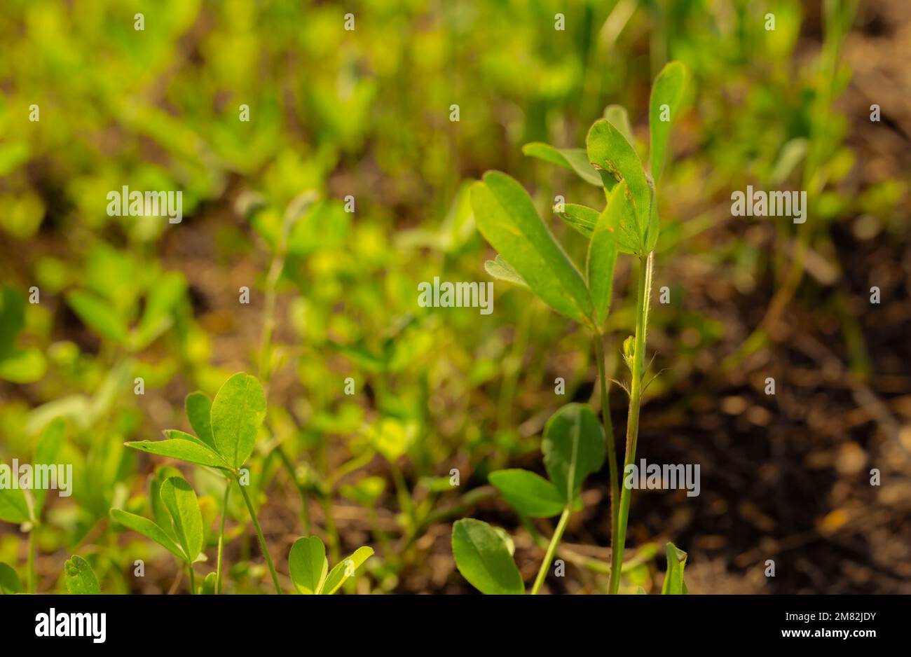 Close up di impianto Foto Stock