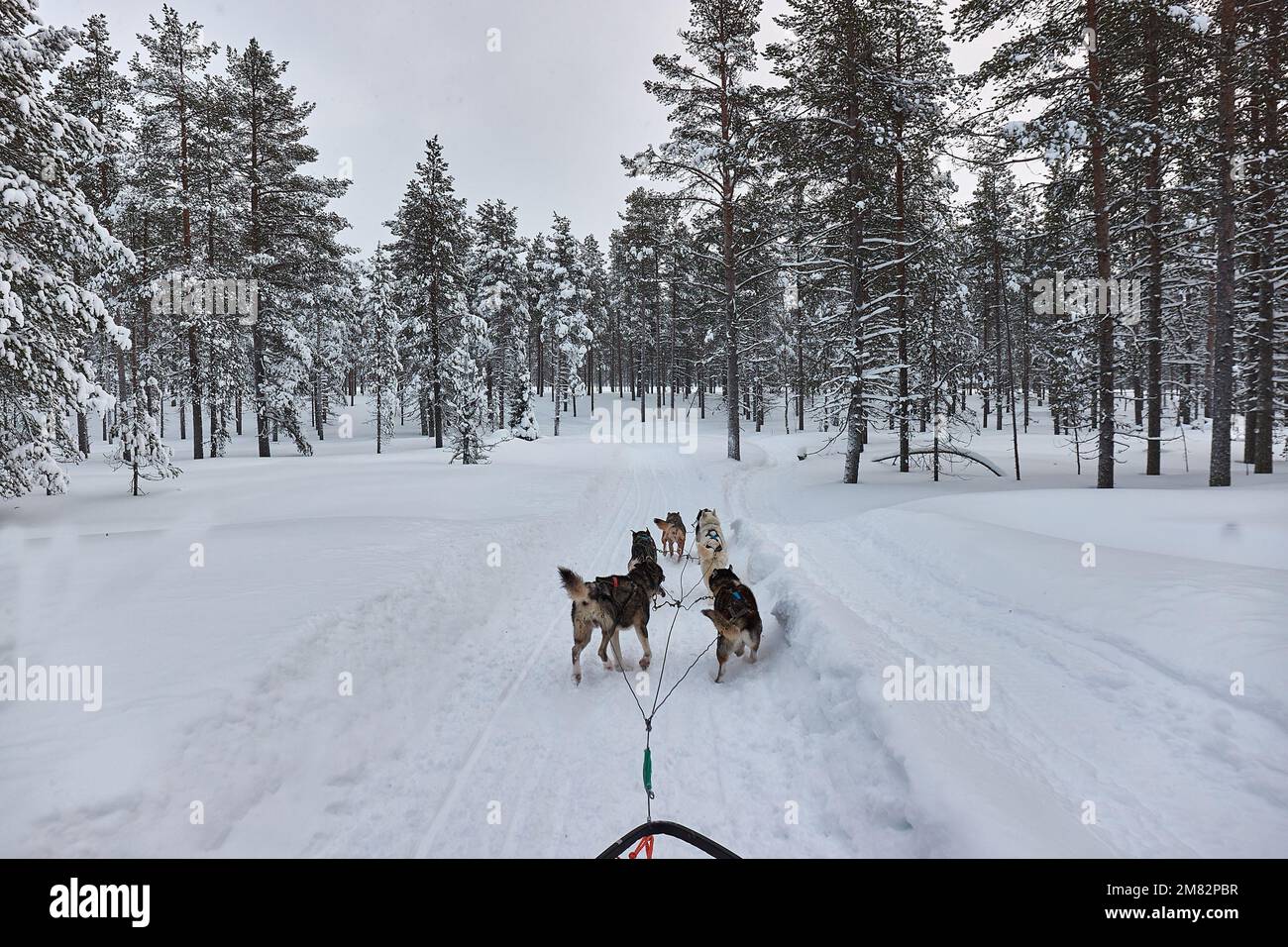 Escursione in slitta trainata da cani nella foresta artica invernale Foto Stock