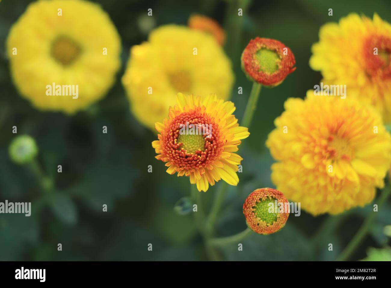 Primo piano di crisantemo arancione e rosso, bouquet con gocce di pioggia Foto Stock