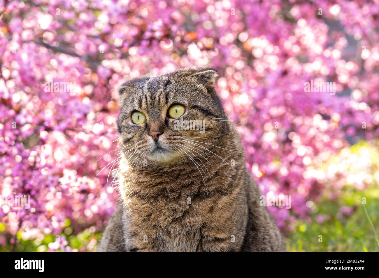 gatto e albero fiorito rosa in un Garden.Cats fiorente nella primavera.Scottish piega gatto grigio in rami fioriti. Foto Stock