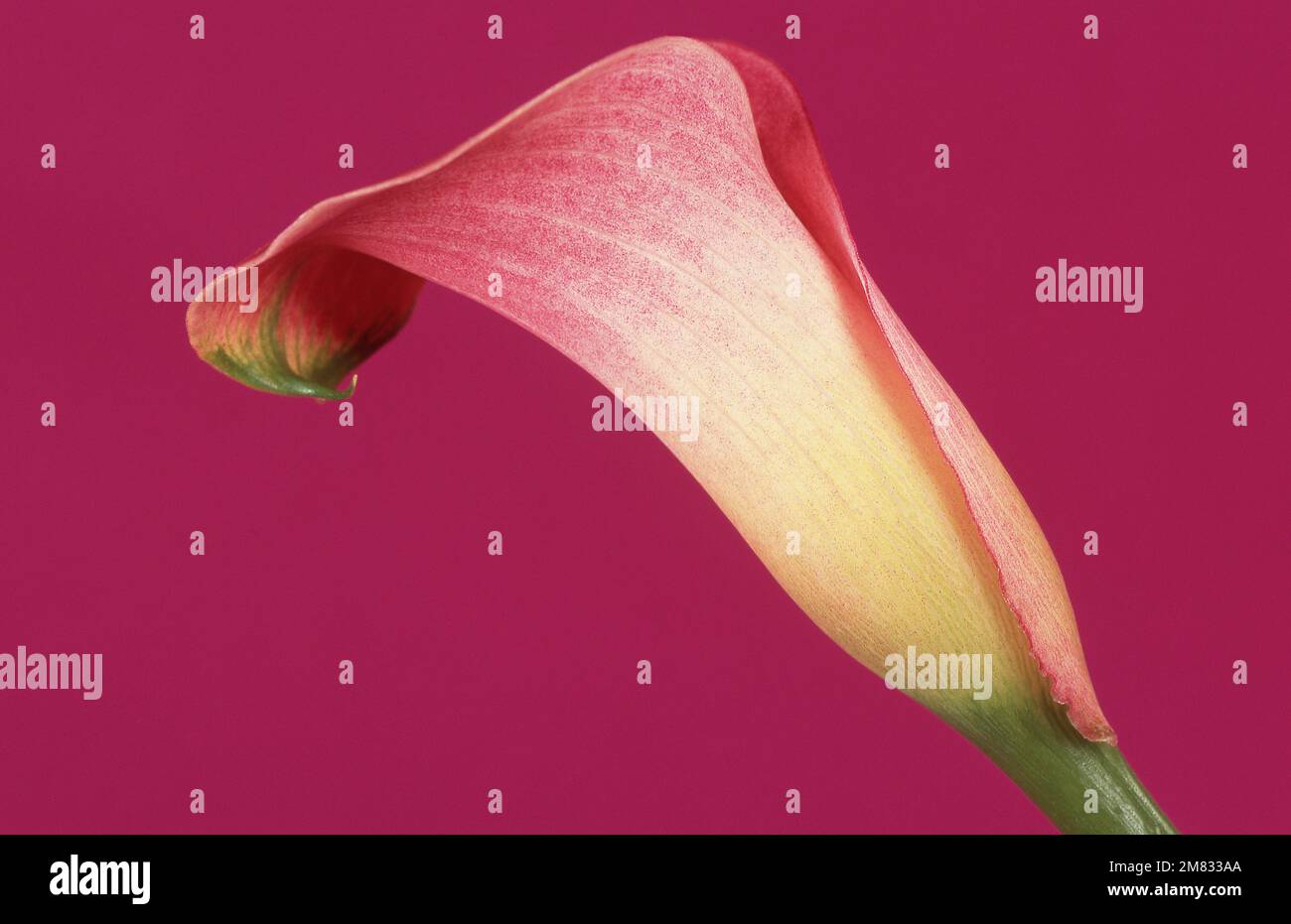 IMMAGINE STUDIO DI UN SINGOLO FIORE ZATEDESCHIA SU SFONDO ROSA. Foto Stock