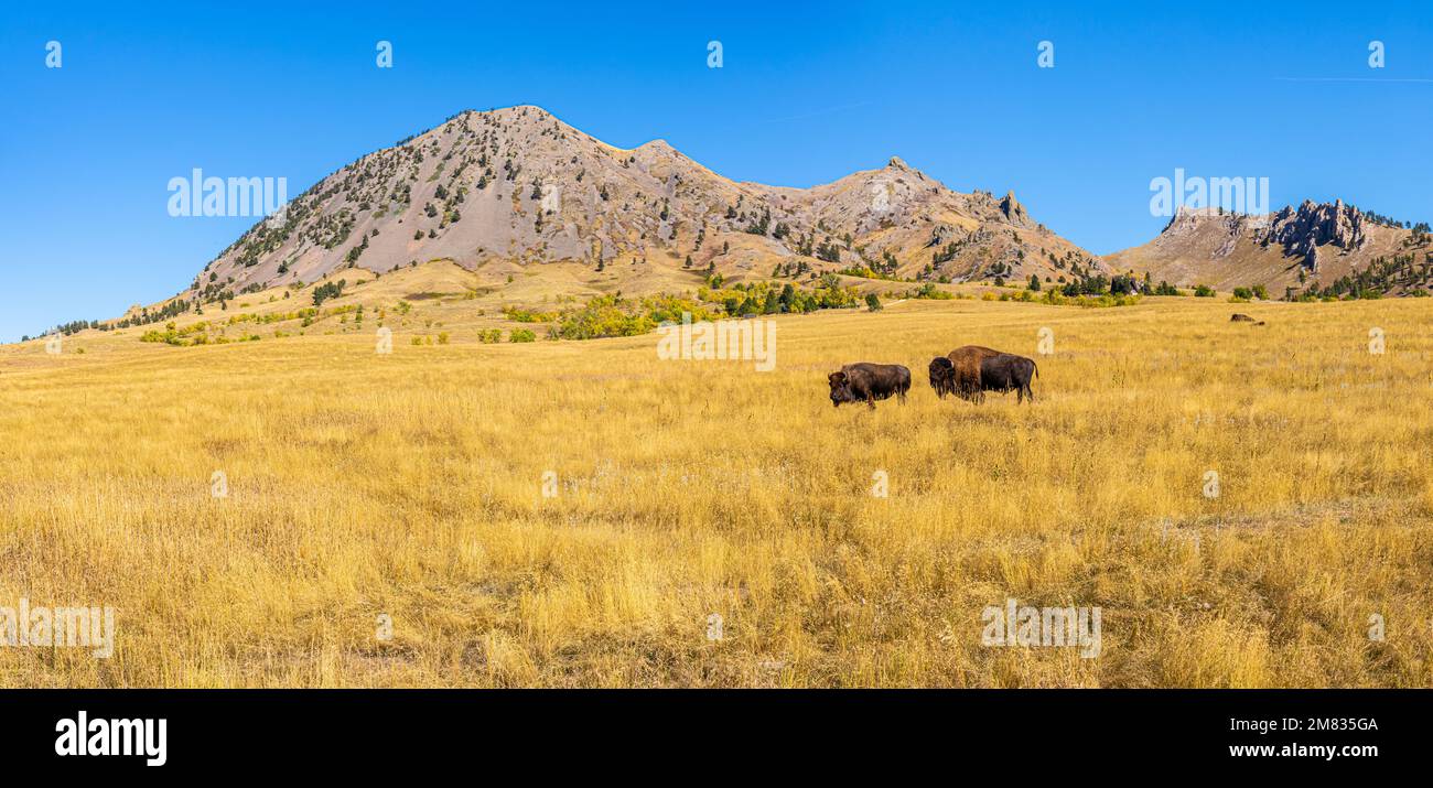 Bisonte in piedi sotto Bear Butte, Bear Butte state Park, South Dakota, USA Foto Stock
