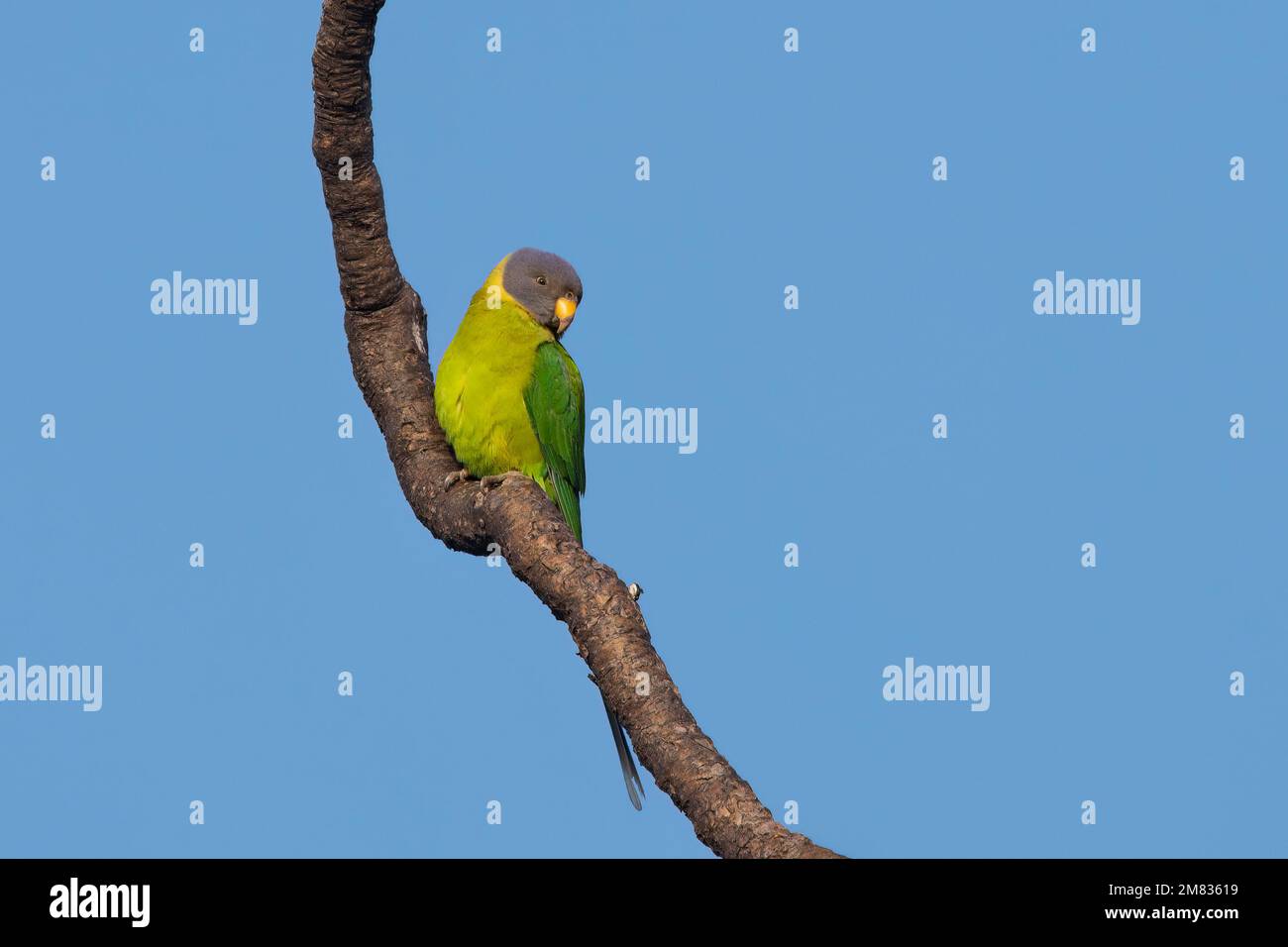 Un parakeet femminile a testa di prugne o Psittacula cyanocephala osservato in Hampi a Karnataka, India Foto Stock