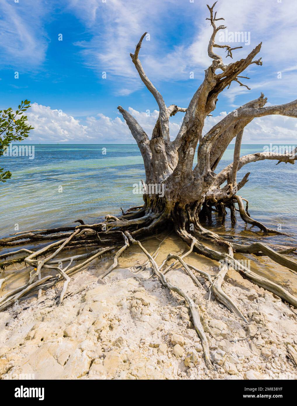 Dead Tree e Mangrove Forest a Anne's Beach, Islamorada, Florida, USA Foto Stock