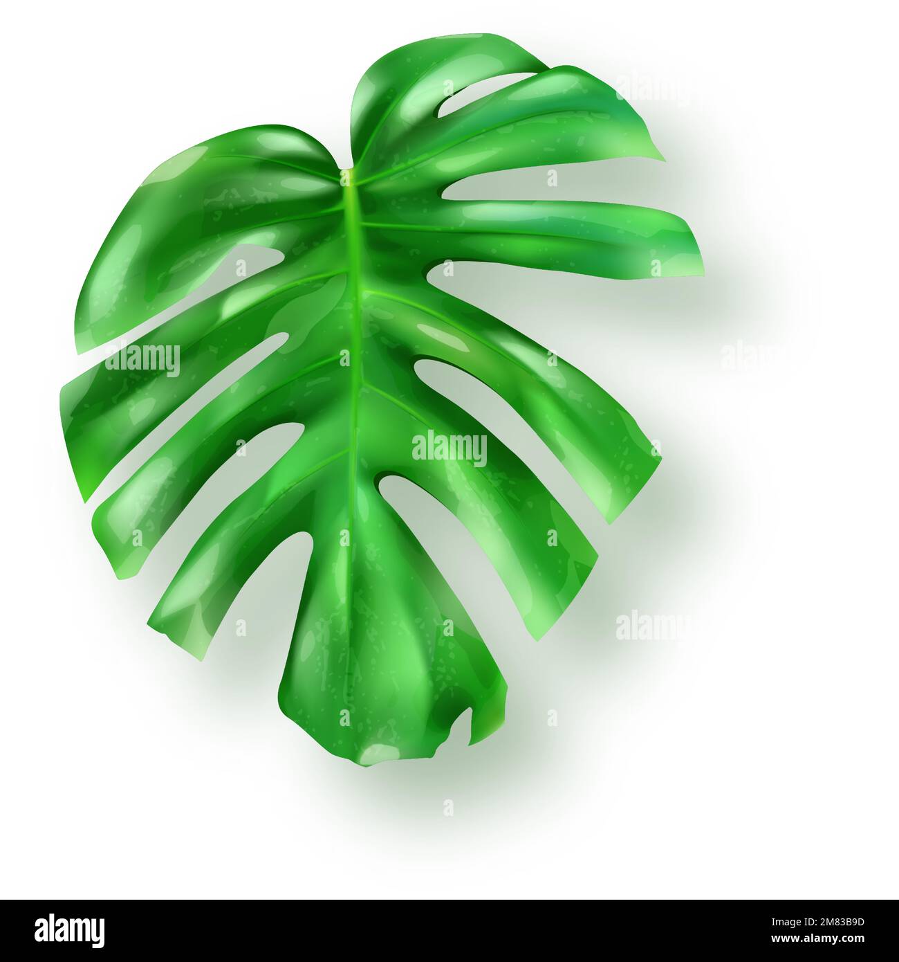 Foglia di mostera verde tropicale su sfondo bianco vettore. Bellissimo elemento di design isolato botanico, pianta di palma tropicale giungla, esotica foglia di filodendro in stile realistico Illustrazione Vettoriale