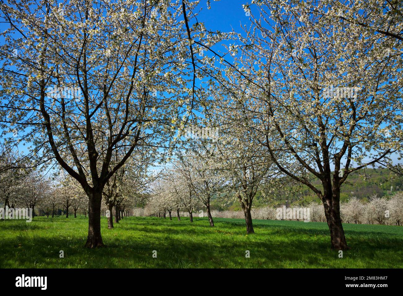 Blühende Kirschbäume Foto Stock
