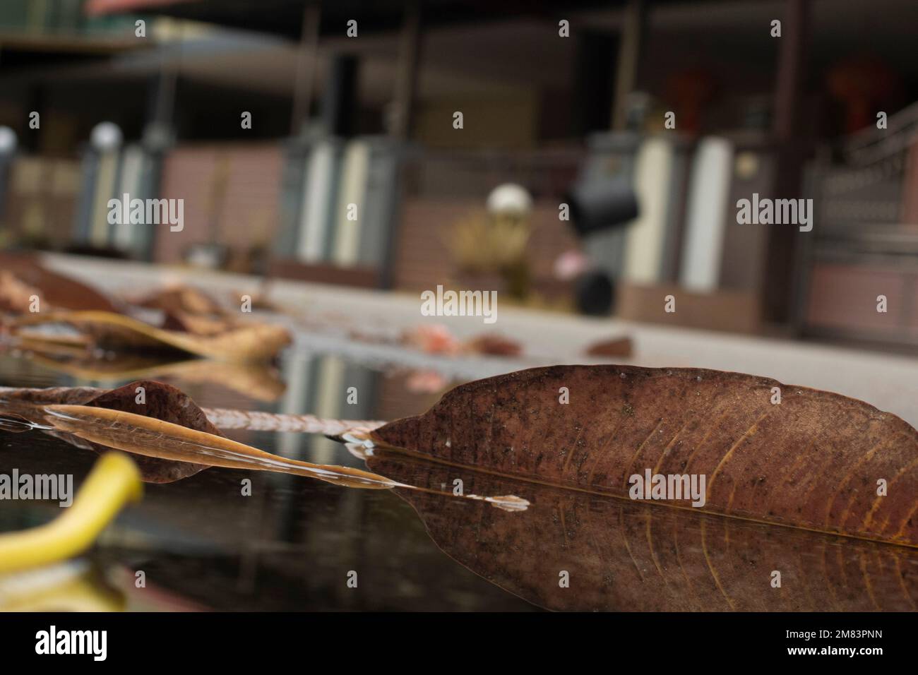 ristagnante piscina d'acqua scena dopo la pioggia al sobborgo strada asfaltata Foto Stock