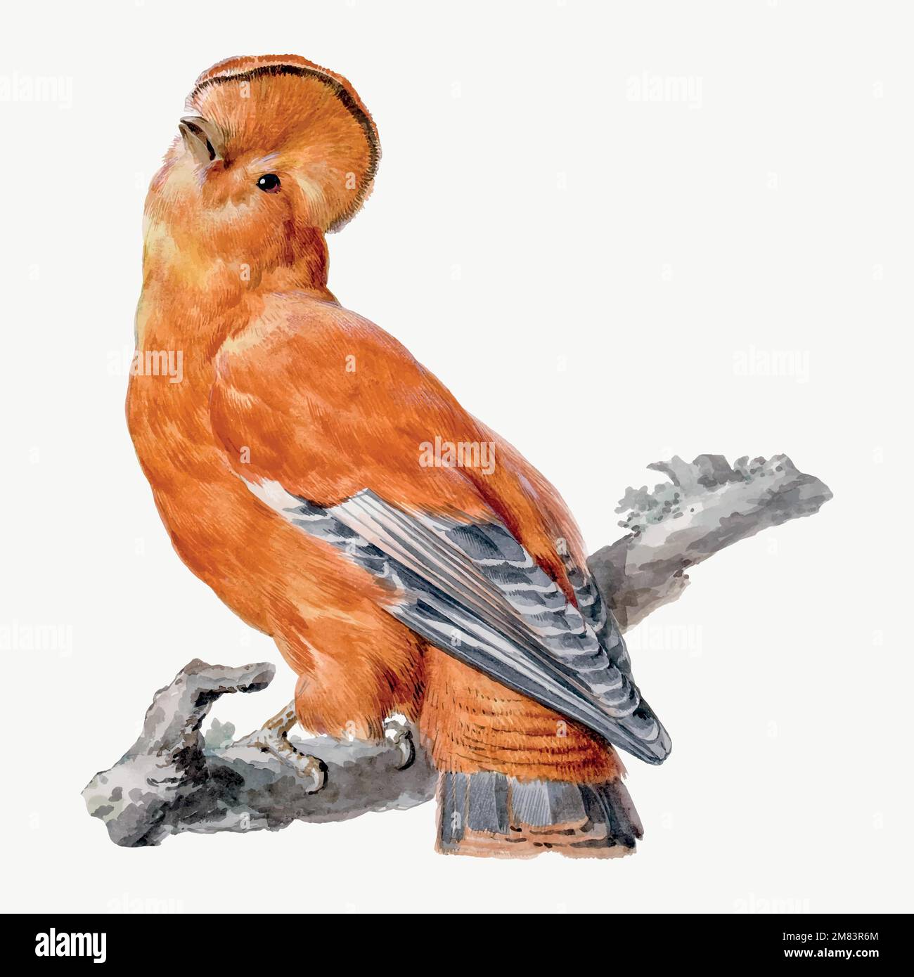 Vettore di illustrazione di uccelli esotici, remixato da opere d'arte di Aert Schouman Illustrazione Vettoriale