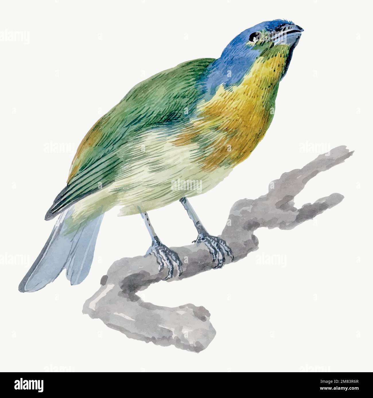 Exotic Bird illustrazione vettore, remixato da opere di Aert Schouman Illustrazione Vettoriale