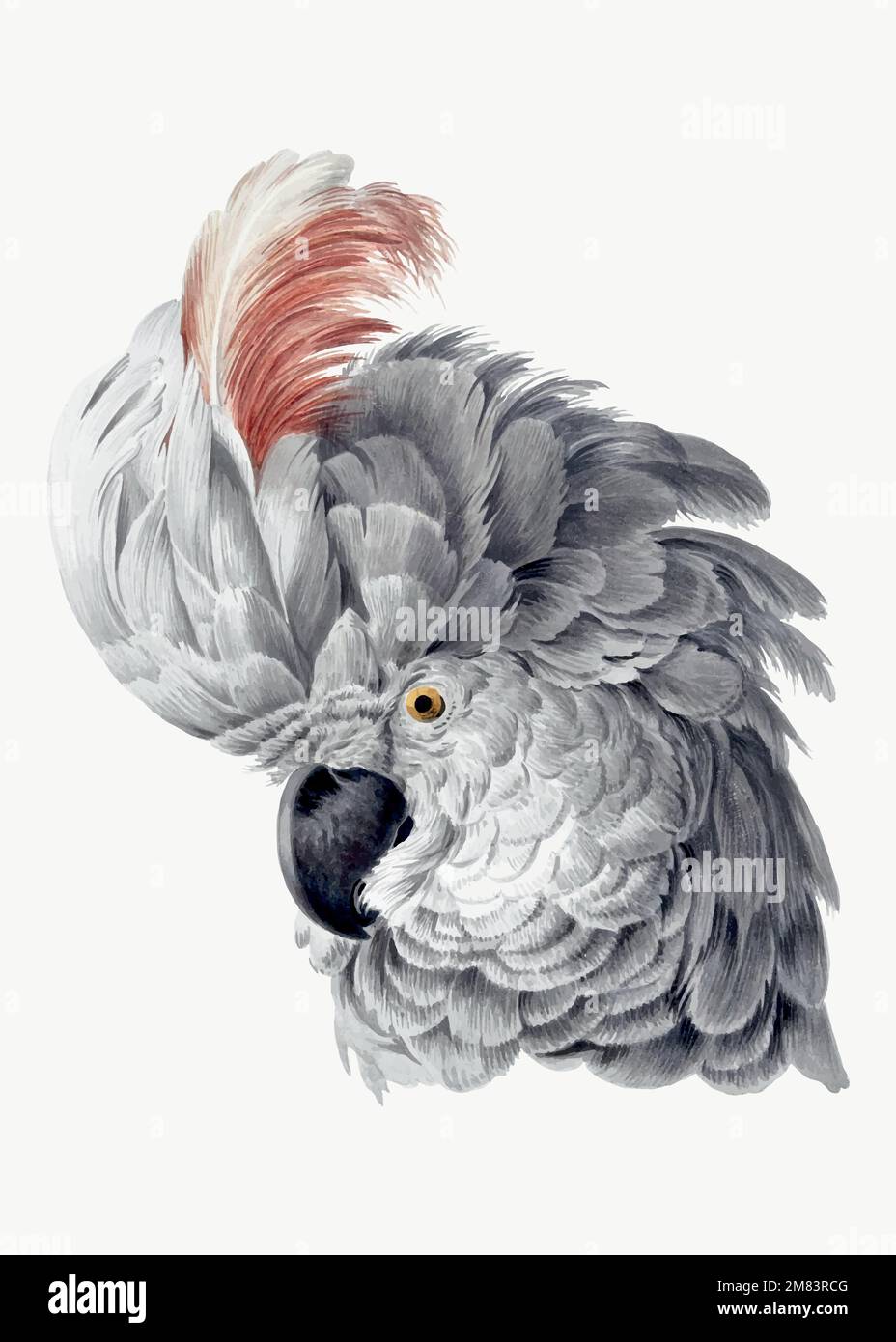 Cockatoo illustrazione vettore, remixato da opere di Aert Schouman Illustrazione Vettoriale