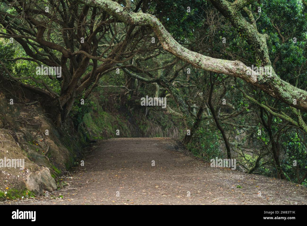 Un ampio sentiero che conduce attraverso gli alberi e fuori vista andando intorno alla pista di base del Monte Maunganui Foto Stock
