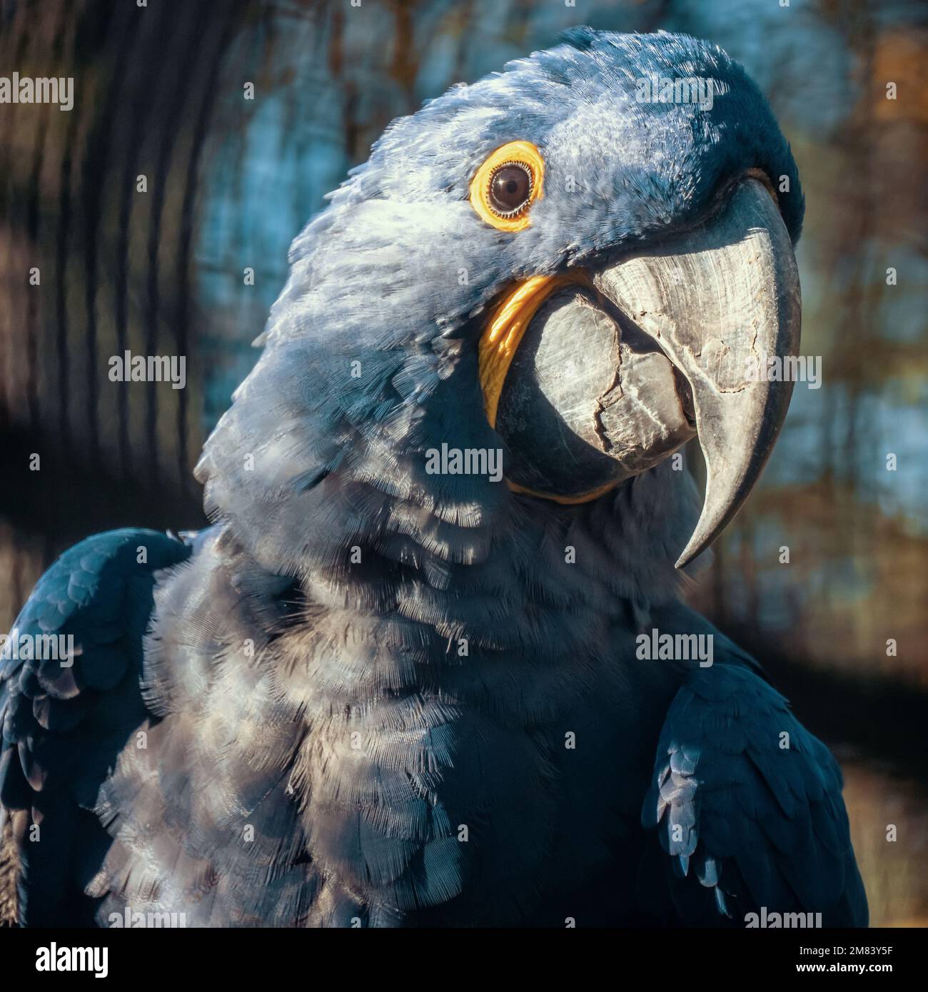 Pappagallo blu colorato guarda in macchina fotografica con interesse, ritratto di uccello esotico. Foto Stock