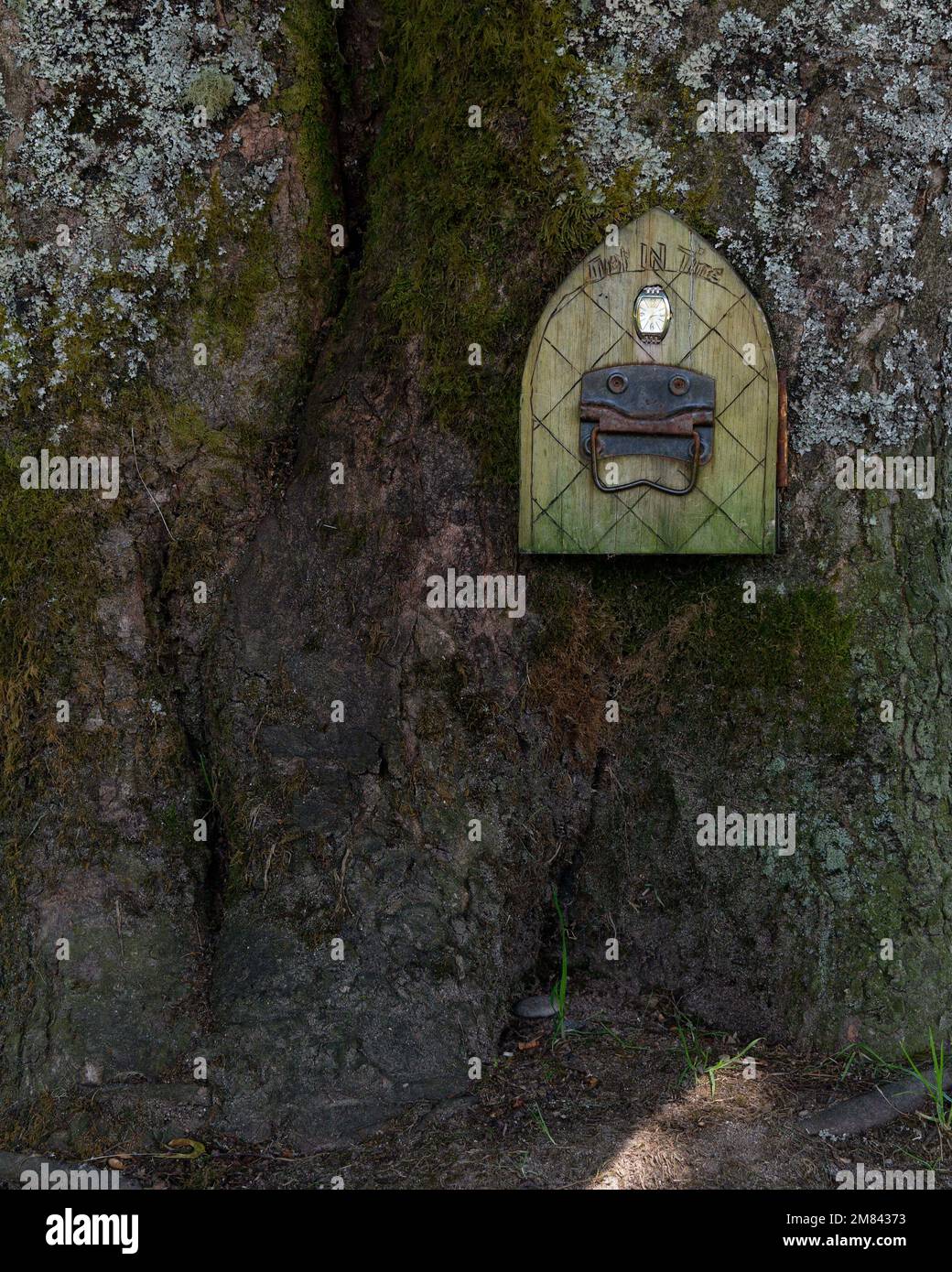 Una porta mistica è posta nel tronco dell'albero, forse è per fate o elfi. Foto Stock