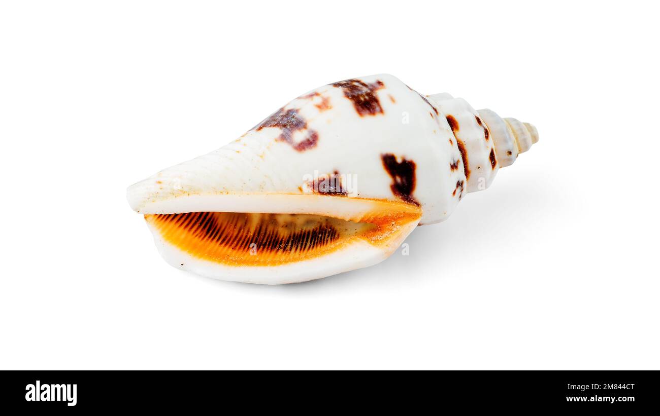 Bianco con macchie marroni volute Seashell isolato su sfondo bianco con ombra. Foto macro Foto Stock