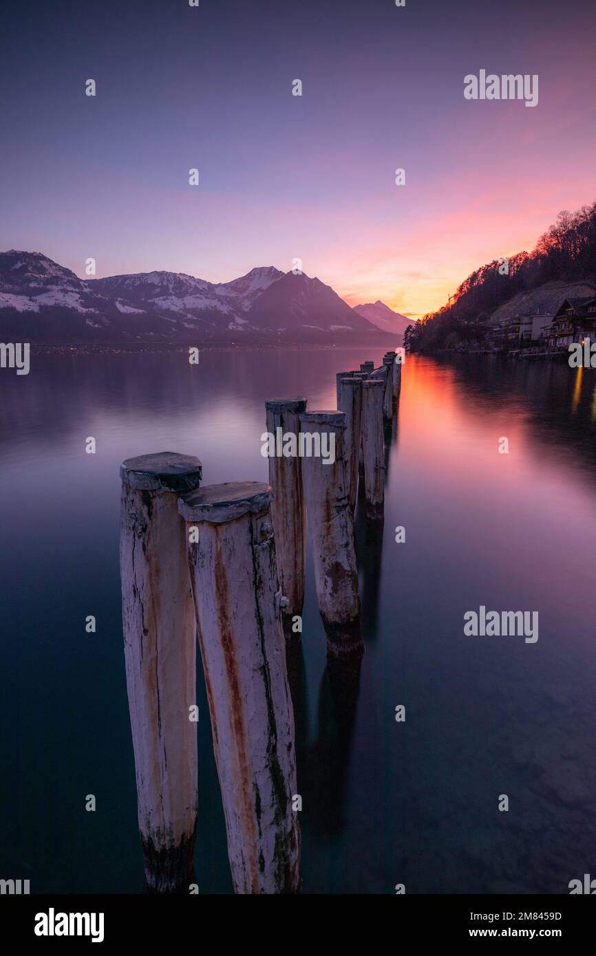 Un paesaggio di un lago . In primo piano alberi di legno sorgono dall'acqua, sullo sfondo si può vedere un cielo viola Foto Stock