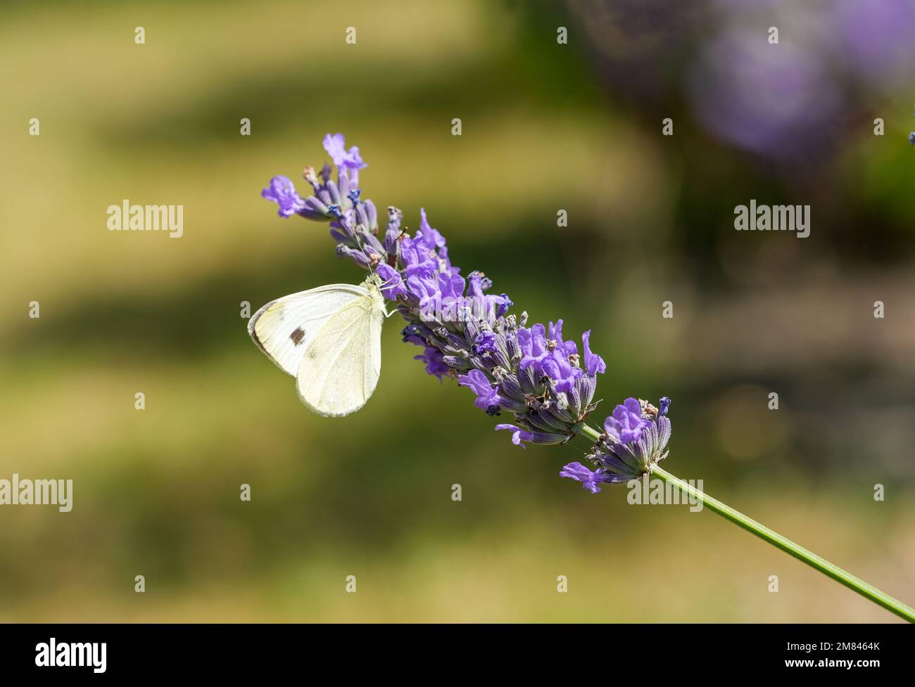 Farfalla di cavolo grande su un fiore di lavanda. Primo piano di insetto. Pieris brassicae. Foto Stock