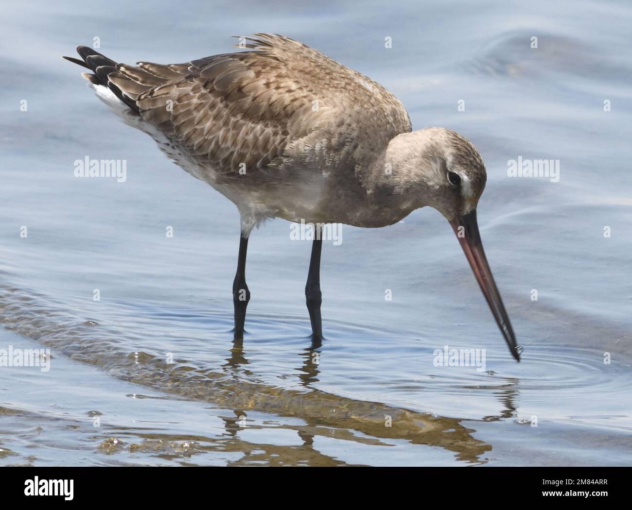 Un godwit Hudsonian (Limosa hemastica) alla ricerca di invertebrati nel mare poco profondo al largo della spiaggia vicino a Paracas. Paracas, Perù. Foto Stock