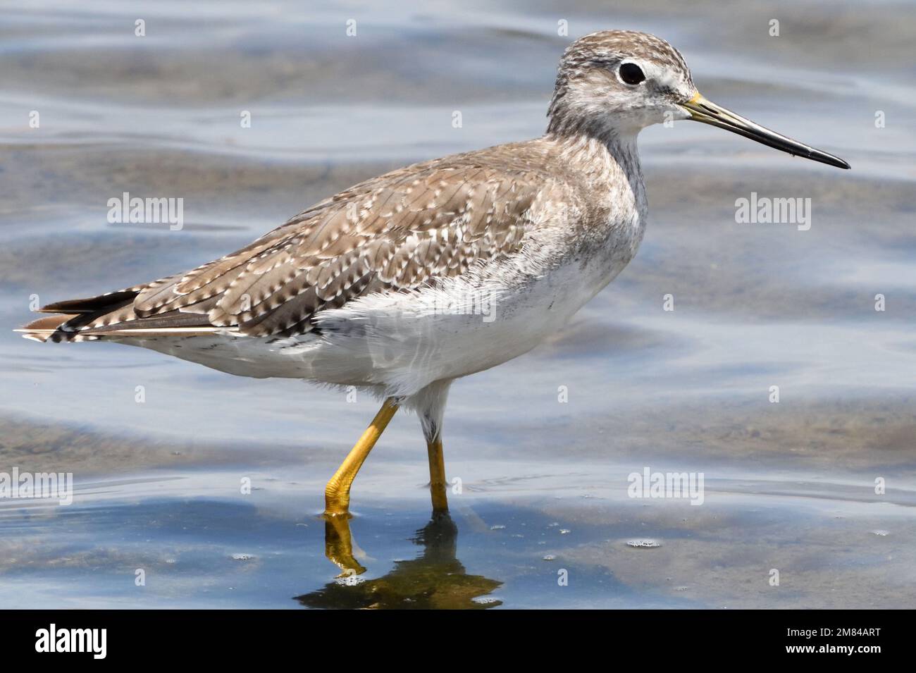 Un godwit Hudsonian (Limosa hemastica) alla ricerca di invertebrati nel mare poco profondo al largo della spiaggia vicino a Paracas. Paracas, Perù. Foto Stock