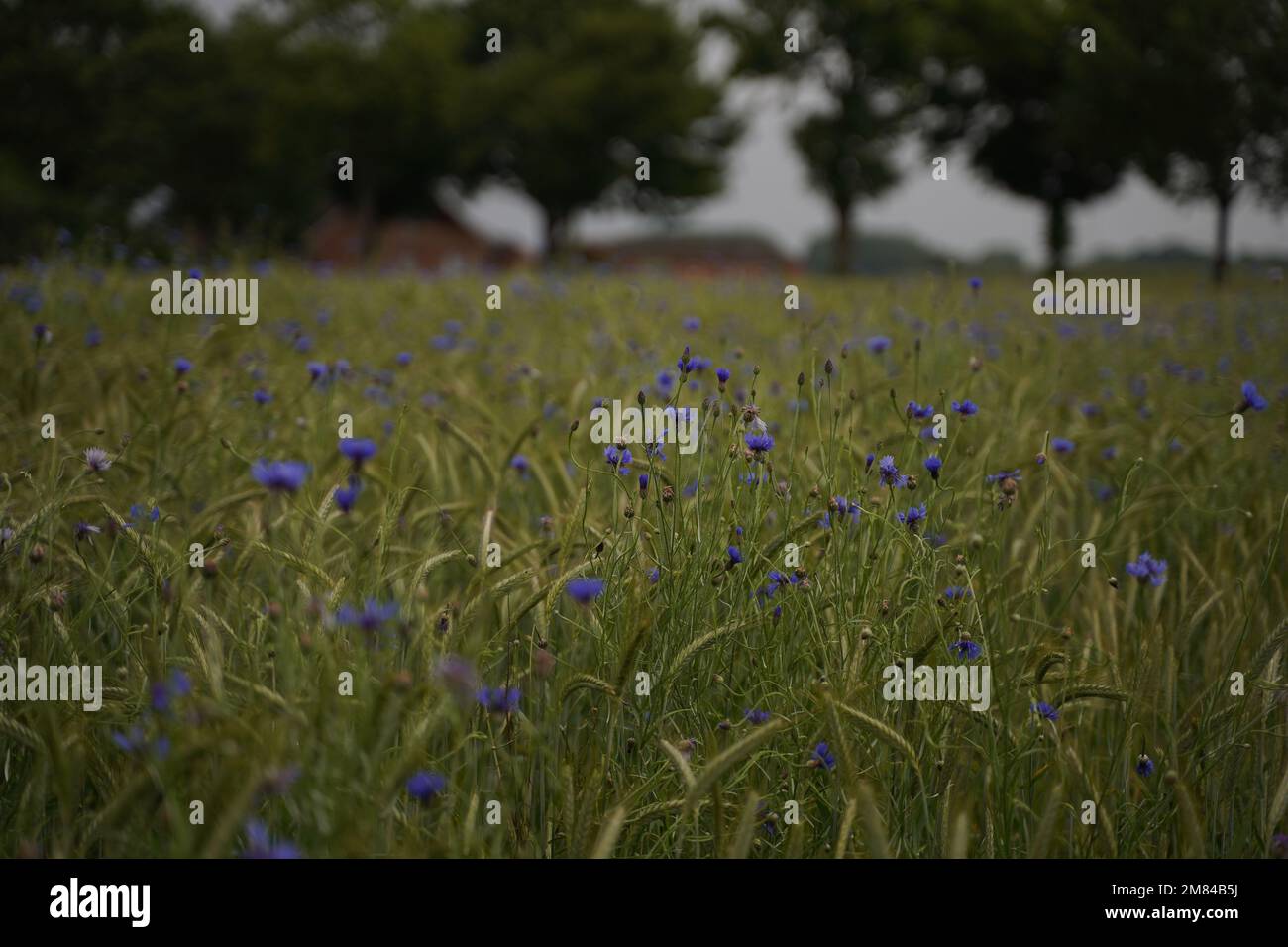 Campo di fiori di mais, un campo rurale punteggiato di fiori blu Foto Stock