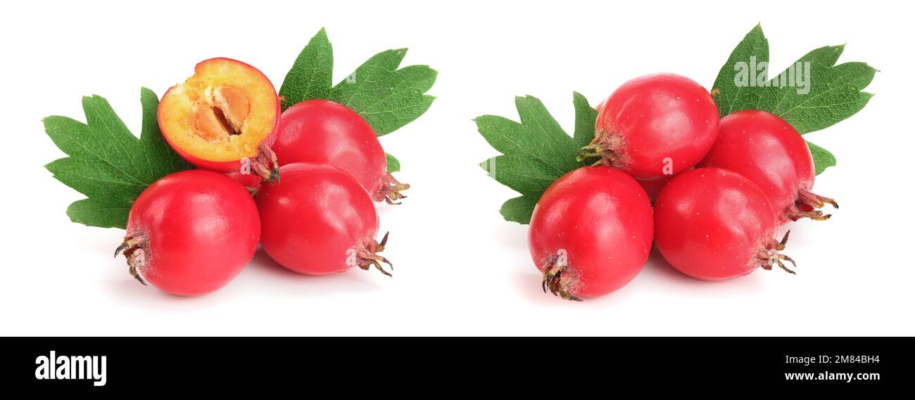 Hawthorn berry con foglie isolati su sfondo bianco di close-up Foto Stock