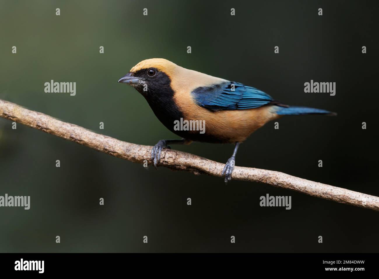 Tanager brunito, Salesopolis, SP, Brasile, agosto 2022 Foto Stock