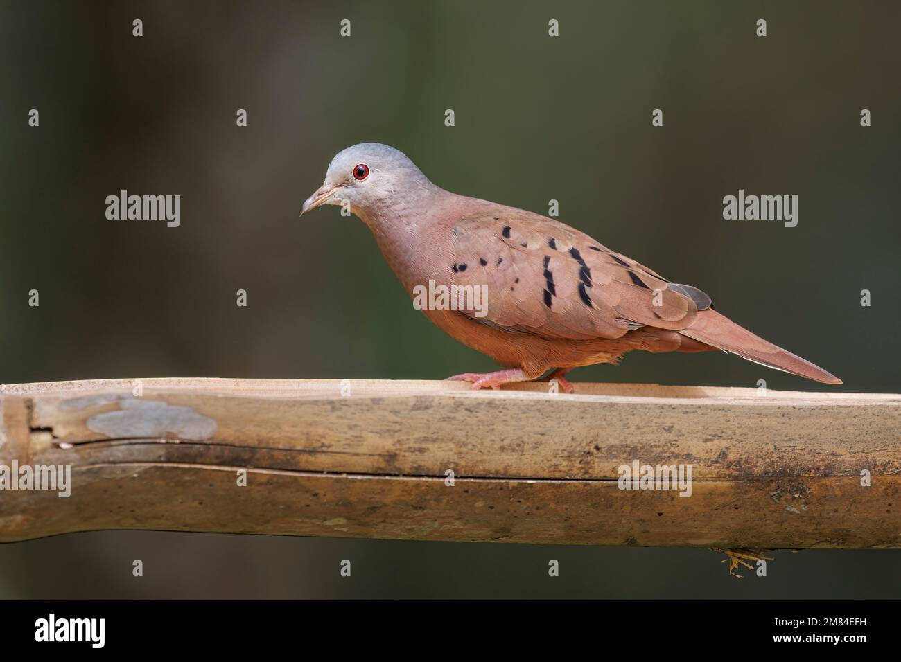 Ruddy colomba, Sitio Macuquinho, Salesopolis, SP, Brasile, Agosto 2022 Foto Stock