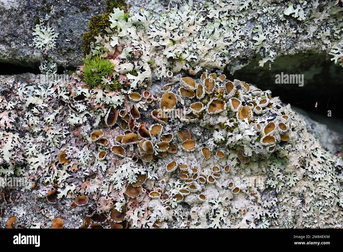 Xanthoparmelia conspersa, comunemente noto come scudo roccioso pepato, un lichene che cresce sulla superficie rocciosa in Finlandia Foto Stock