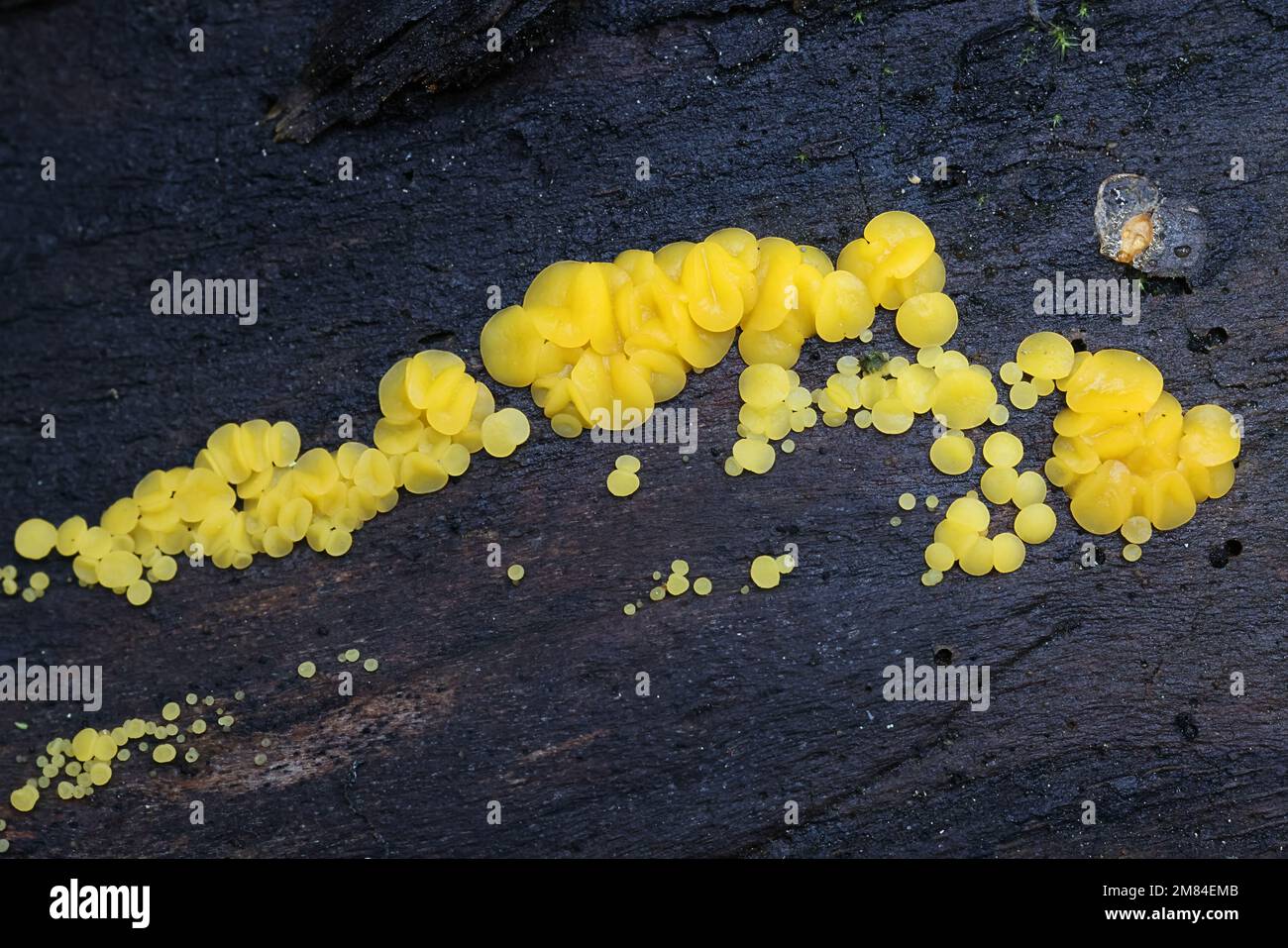 Bisporella citrina, comunemente nota come coppe da favola gialle o discoteche al limone, funghi selvatici dalla Finlandia Foto Stock