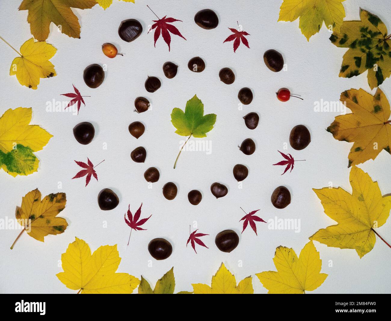Una vista dall'alto di una decorazione autunnale artistica e fantasiosa con castagne e foglie autunnali. Foto Stock