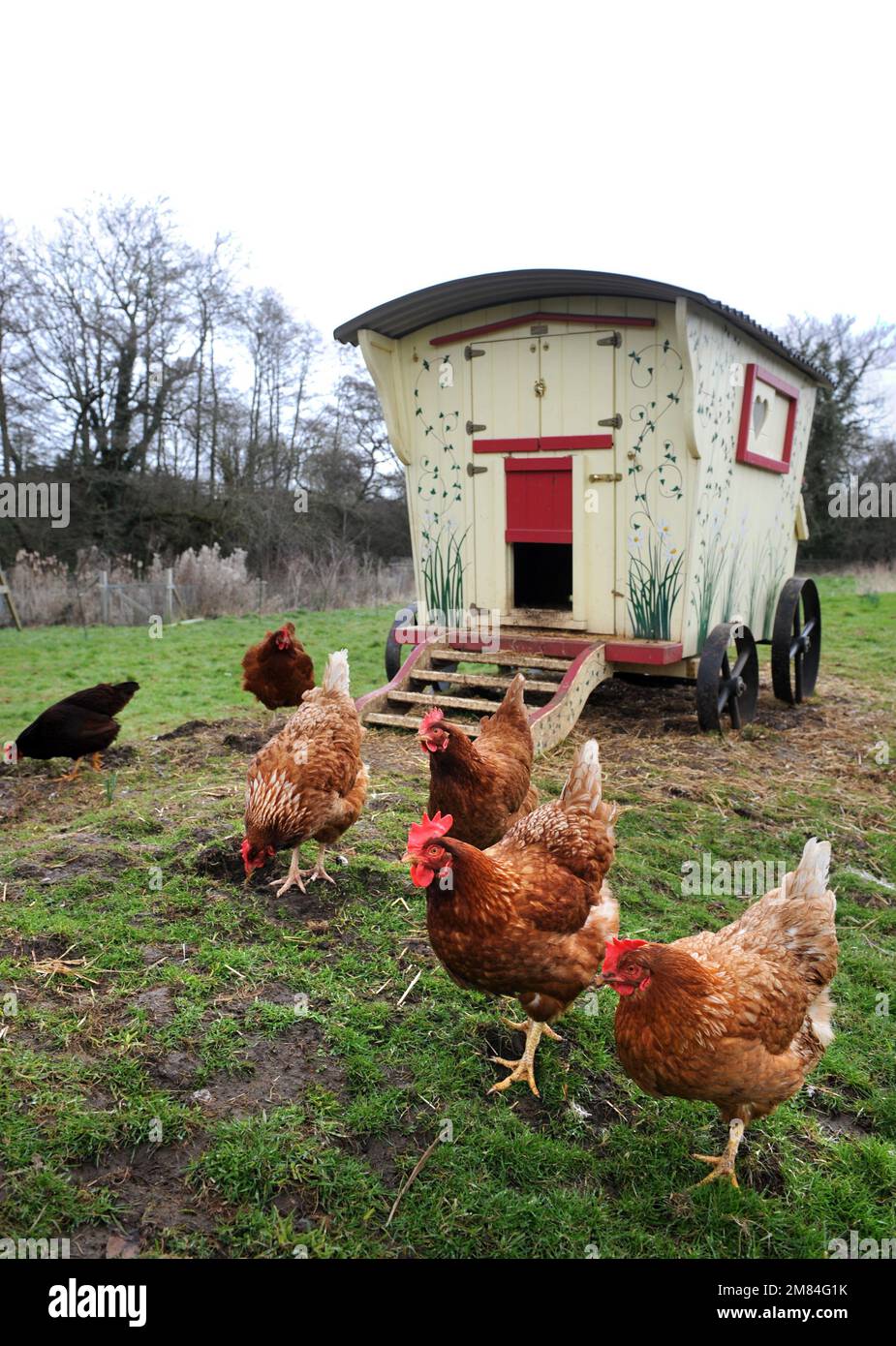 Polli a gamma libera con una casa gallina in stile caravan zingaro. Foto Stock