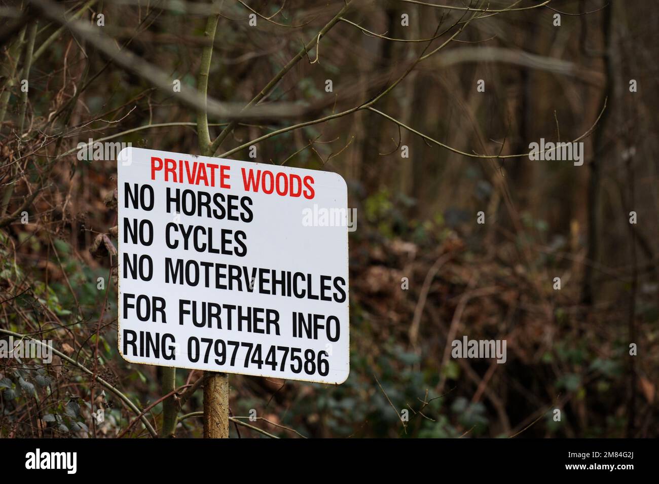 Terreno boschivo privato vicino a Ross-on-Wye, Herefordshire UK Foto Stock