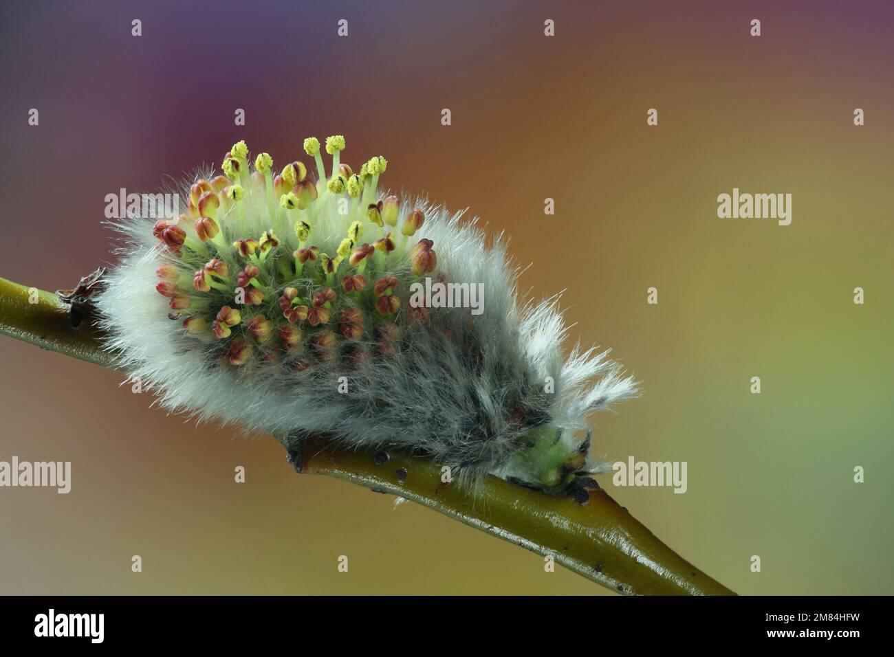 Salice fiorito. Bella catkin di salice di foglie di tè (Salix phylicifolia). Primi segni di primavera in Finlandia. Foto Stock