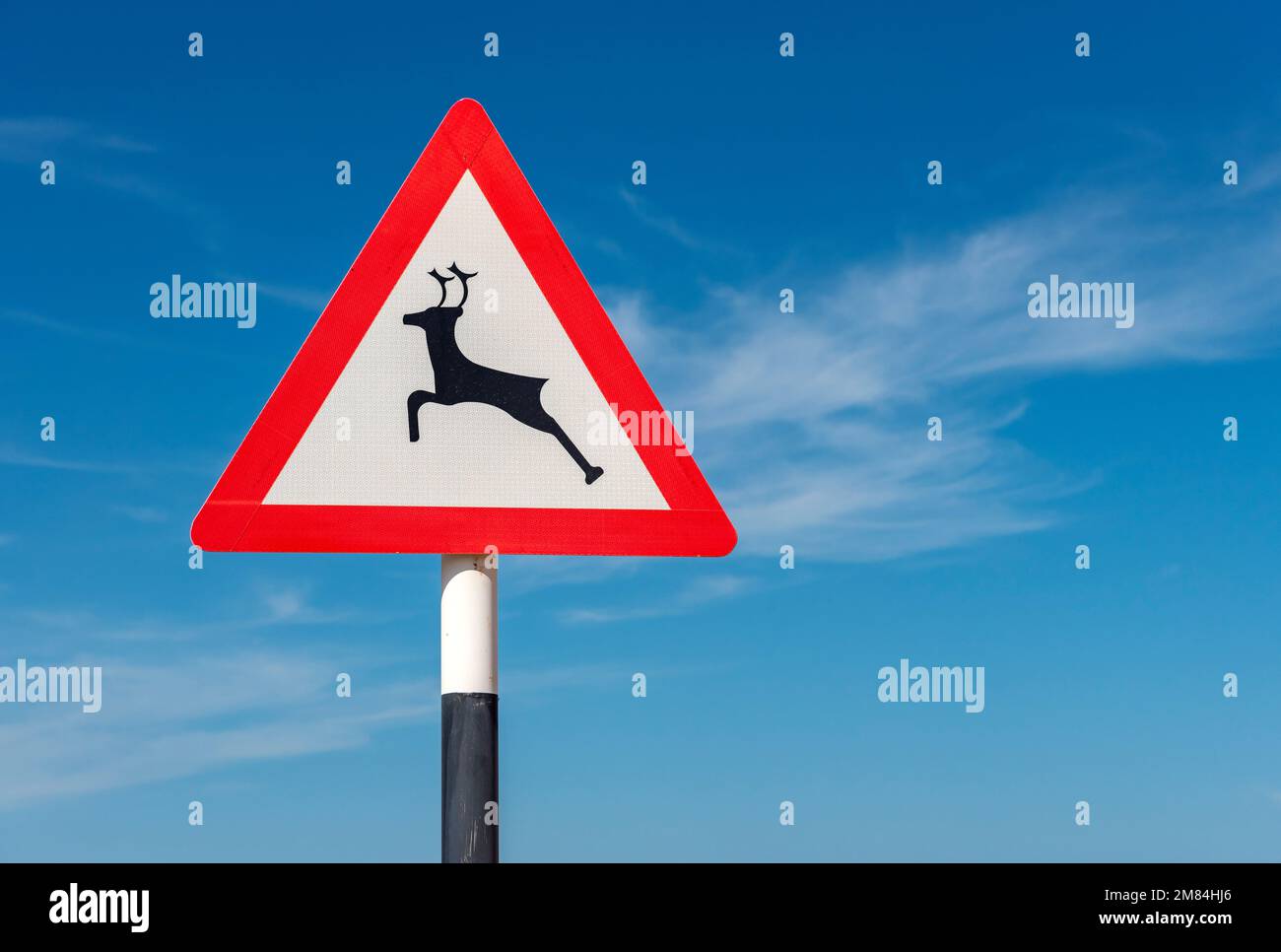 Cartello stradale per l'attraversamento dei cervi, Oman Foto Stock