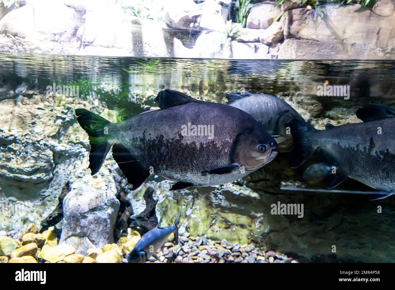 pesca sotto l'acqua, primo piano. pesce d'acqua dolce sott'acqua. Foto Stock