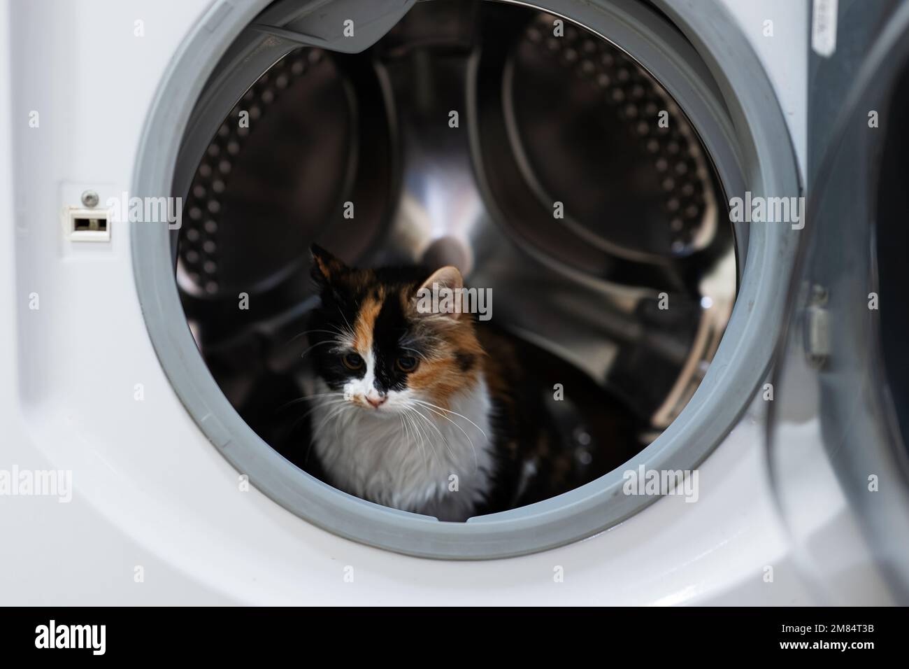 Gatto Kitty nella lavatrice Foto stock - Alamy