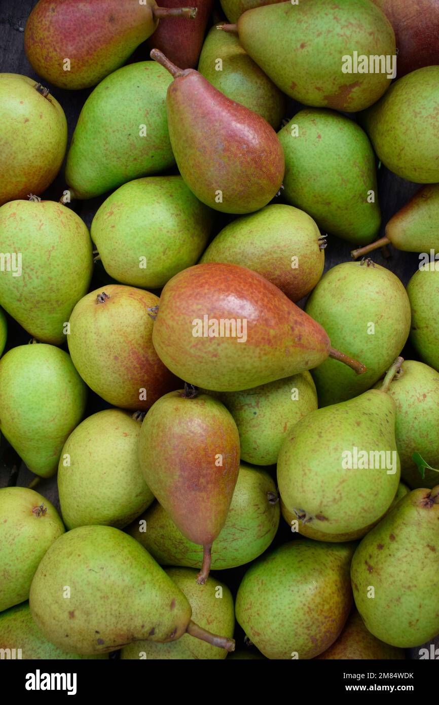 Pera frutta, Louise Bonne di Jersey Foto Stock