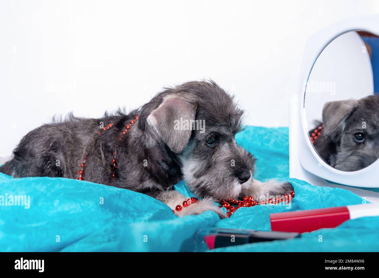 Un cucciolo grigio Schnauzer che guarda nello specchio accanto a perline, rossetto, accessori. Gli animali domestici dell'umore. Ragazza cucciolo trucco allo specchio. Foto Stock