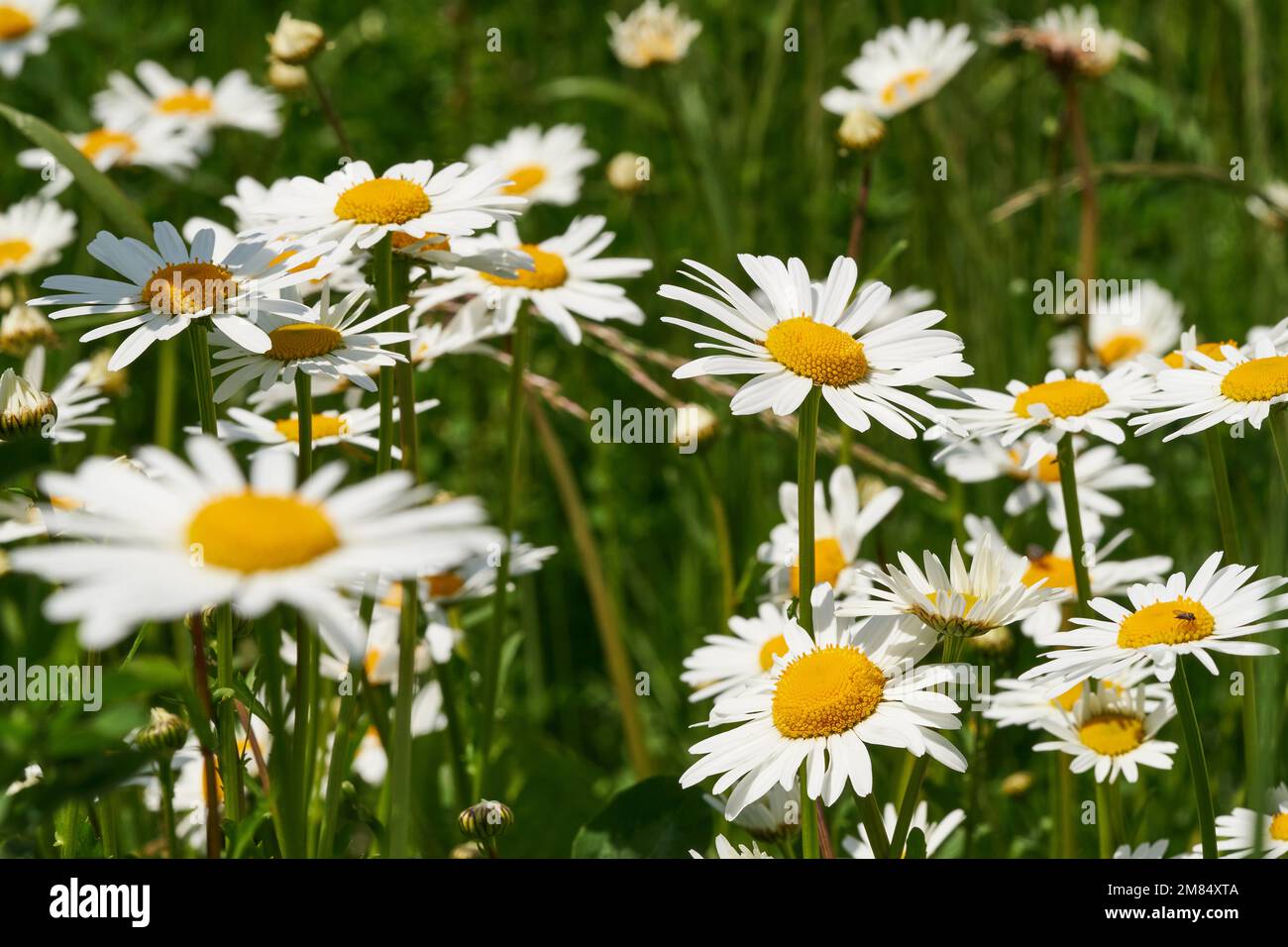 Margeriten-Leucanthemum vulgare Foto Stock